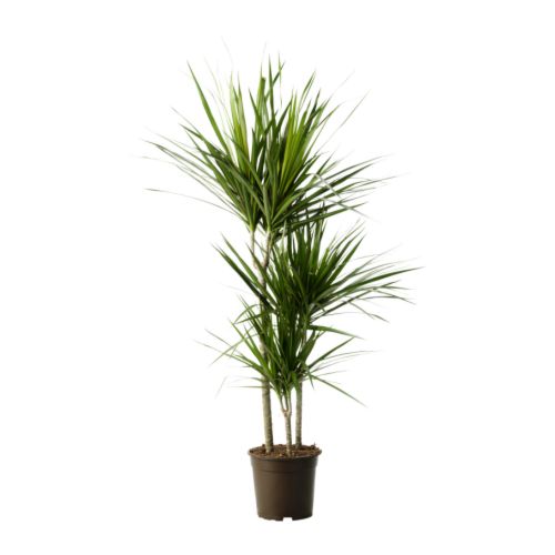 dracaena-marginata-potted-plant__67436_PE181279_S4