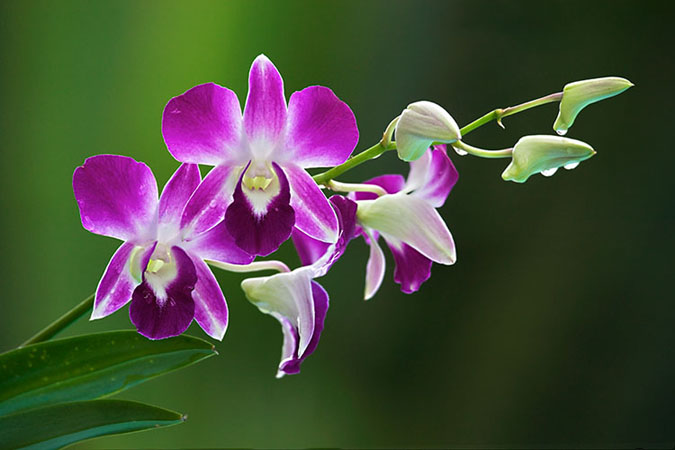 6467_orchid-flower